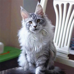 俄罗斯长毛猫品种图片