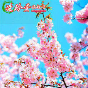 【朱雀樱】樱花苗庭院花苗植物日本/嫁接樱花苗/花卉绿植盆栽