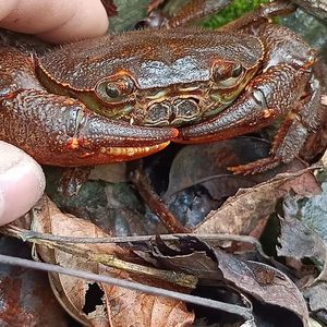食用土螃蟹 河蟹 溪蟹鲜活原生太锯齿华龙溪蟹 观赏淡水宠物包活