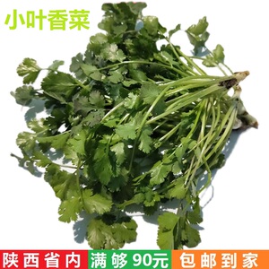 新鲜香菜 芫荽 农家种植绿色蔬菜 鲜香料调味料辅料火锅涮菜500克