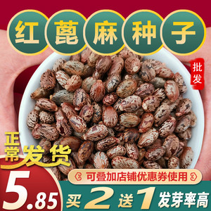 红皮蓖麻子500g新鲜红蓖麻子 红麻子 红皮蓖麻籽 蓖麻仁 红麻仁
