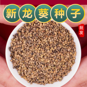 野生龙葵种子水果龙葵种籽春夏种植悠黑悠悠特色四季盆栽蔬菜种子