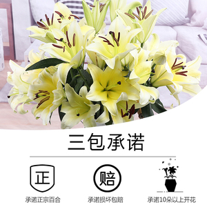 鲜百合花单枝-淘宝拼多多热销鲜百合花单枝货源拿货