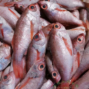 浙江东海野生新鲜海鲜红果鲤赤鯥鱼喉黑鱼海鲜水产3-5条/斤500g