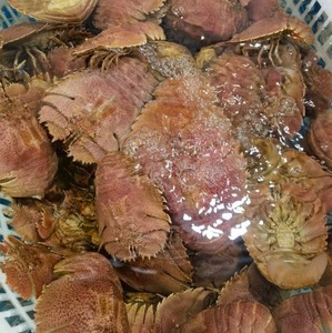 浙江东海现捕野生琵琶虾新鲜活冻九齿扇虾刺身虾蛄深海海虾500g