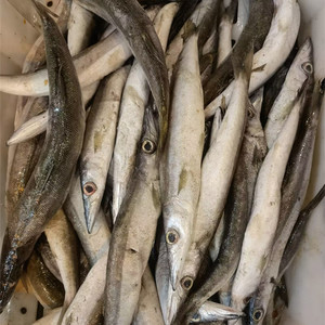 浙江东海现捕新鲜海鲜 金梭鱼 尖嘴鱼 海鱼 生鲜水产 500g