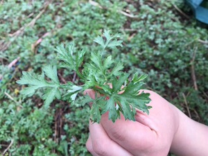 大别山野生蒿子菜蒿子饼青团蒿菜社饭现采1000g非刺头蒿子0人付款100