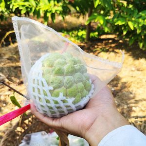 樟林林檎专用防果蝇网袋番荔枝释迦果纱网防虫网袋水果蔬防鸟套袋