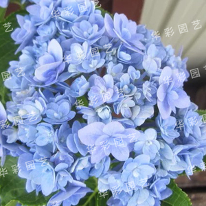 华彩园艺 大花绣球 舞孔雀 新品绣球可调色