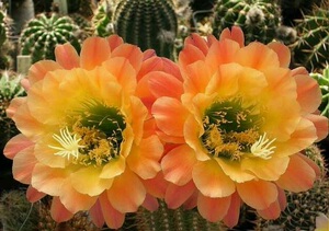 杏光辉 毛花柱 仙人球 美花 一物一拍 4-6厘米 侧芽