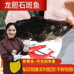 虎斑鱼鲜活龙胆石斑鱼海鱼新鲜福建海鲜水产3斤左右1-2条装包邮