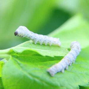 蚕宝宝学生养蚕套装蚕籽蚕卵虫金丝蚕宝宝卵桑叶活物幼蚕1龄2