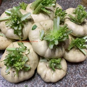 10斤盘菜净菜大头菜甜萝卜温州特产时令蔬果新鲜蔬菜农家现摘发货