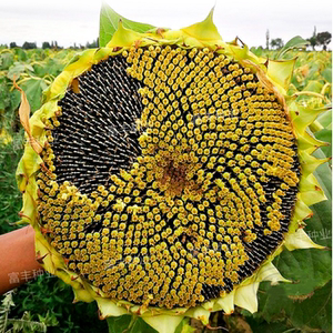 食用向日葵种子三道眉香瓜子葵花籽高产大粒食葵种子春夏蔬菜种孑