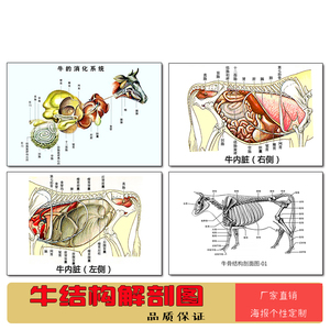 牛结构解剖图骨骼内脏消化系统图防水贴画牛骨剖面挂图自粘装饰画
