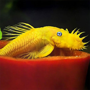 l144蓝眼胡子蓝眼大帆胡子迷彩胡子红眼胡子清道夫除藻小型观赏鱼