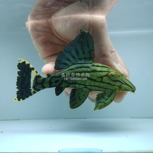 南美异型l191哥绿绿皮皇冠豹清道夫淡水热带鱼观赏鱼活体宠物