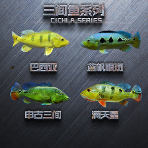 慈鲷鱼帝王横带三间七间申古鱼蓝帆五间蓝帆眼斑虫纹巴西亚鱼活体