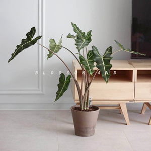 暖暖半岛 萨利安 ins网红海芋荷兰进口室内绿植盆栽好养家居装饰