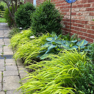 暖暖半岛 箱根草 日本风知草耐寒北方多年生观草植物花园波浪盆栽