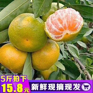 桔子橘子水果新鲜当季应季薄皮青皮宜昌蜜桔柑橘酸10孕妇5斤包邮