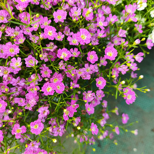 吉普赛满天星鲜花盆栽成品带花苞耐寒室内阳台庭院花卉好养花期长
