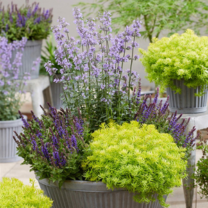 苔米花园 花园地被植物 金叶佛甲草盆栽草皮 耐热耐寒好养护配色