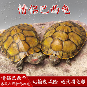 大乌龟活体黄金巴西龟活物情侣龟一对淡水龟红耳龟宠物水龟观赏龟