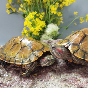 黄金巴西龟活物情侣龟一对大乌龟活体红耳龟宠物招财龟网红龟水龟