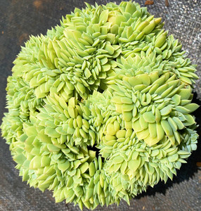 三色堇缀化多肉