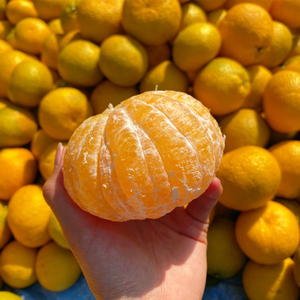 顺丰包邮正宗江西赣南会昌桔柚现摘非庆元甜橘柚精品大果礼盒10斤