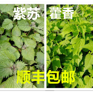 八年店食用香草植物料理带根带土川藿香广藿香紫苏苗叶盆栽送种子