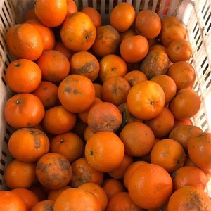 500人付款淘宝广西武鸣沃柑超甜轻度花皮沃柑现摘应季薄皮爆汁饱满非