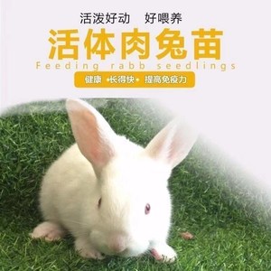 兔子活物 大型巨型活小兔子苗公母一对幼崽大流士肉兔活体家养