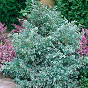 罗曼的花园蓝湖柏蓝色波尔瓦蓝冰柏皮球柏松柏盆栽树苗黄金海岸线