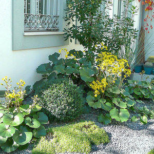 罗曼的花园  大叶花叶吴风草盆栽苗四季常绿耐阴好养庭院观叶植物