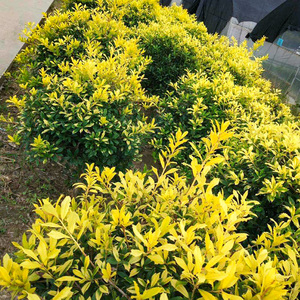 罗曼的花园黄金枸骨盆栽超大苗狭冠冬青彩叶灌木耐寒耐热耐晒好养