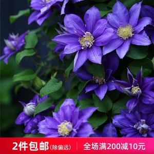 铁线莲伍斯特美女