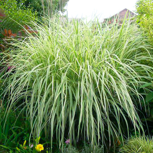 罗曼的花园花叶芒盆栽苗观赏草细叶芒斑叶芒花镜庭院景观材料观叶