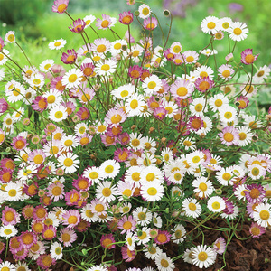 00甜甜小花园520淘宝花镜植物加勒比飞蓬菊波光墨西哥飞蓬岩石花园