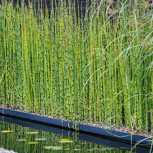 罗曼的花园笔杆木贼盆栽苗笔头草螺旋灯心草灯芯耐寒四季常绿植物
