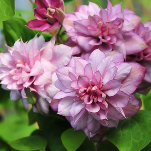 罗曼的花园  铁线莲盆栽天真一瞥斯丽哦啦啦水晶喷泉爬藤花卉二类