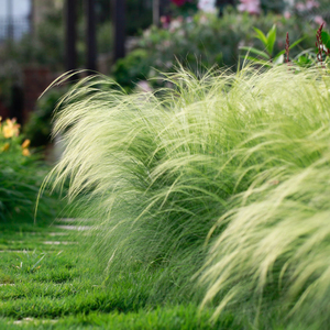 【针茅】针茅品牌,价格 - 阿里巴巴