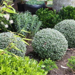 罗曼的花园水果兰盆栽苗四季常绿耐寒耐热多年生花卉蓝灰色植物球