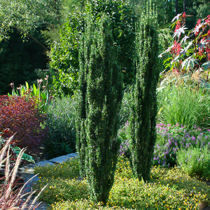 罗曼的花园直立冬青朝天笔盆栽苗龟甲四季常绿花镜造型耐寒好养活