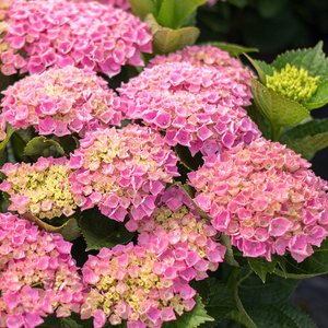 罗曼的花园绣球花盆栽苗重瓣小町佳澄爆米花粉红佳人花卉植物带花