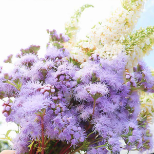 罗曼的花园蓝雾花盆栽苗藿香蓟阳台庭院花镜耐寒耐热蜜源草本花卉