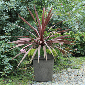 罗曼的花园  澳洲朱蕉红巨人盆栽苗多年生庭院阳台造景全年有色彩