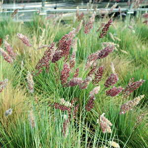 800人付款淘宝罗曼的花园 坡地毛冠草颖苞糖蜜草观