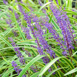 罗曼的花园金边麦冬黑麦冬盆栽苗金叶观赏草宿根地被耐寒耐热好养